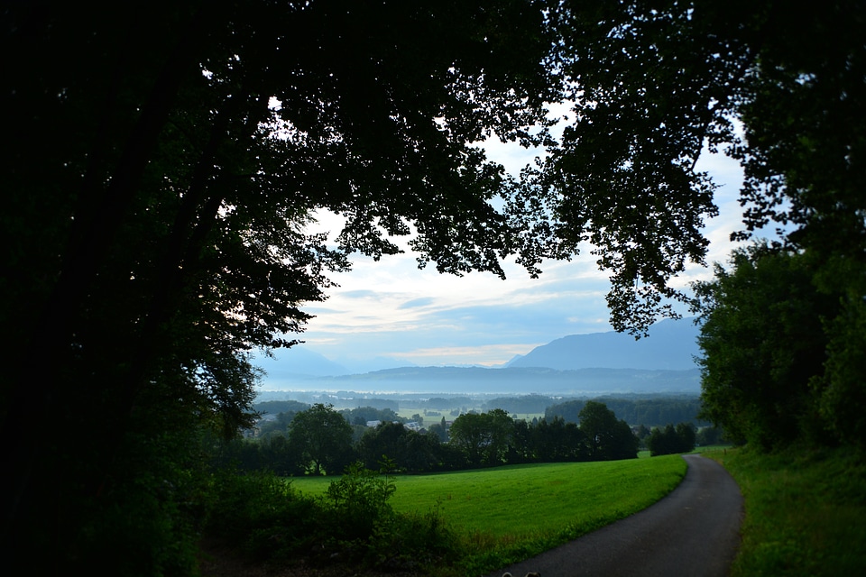 City forest nature