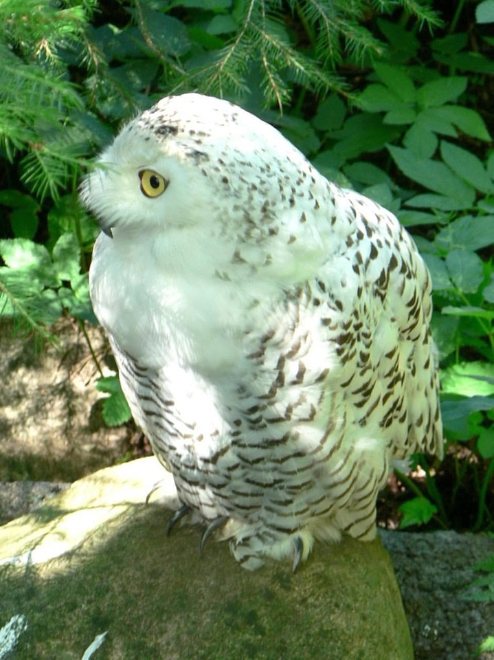 Bird  
