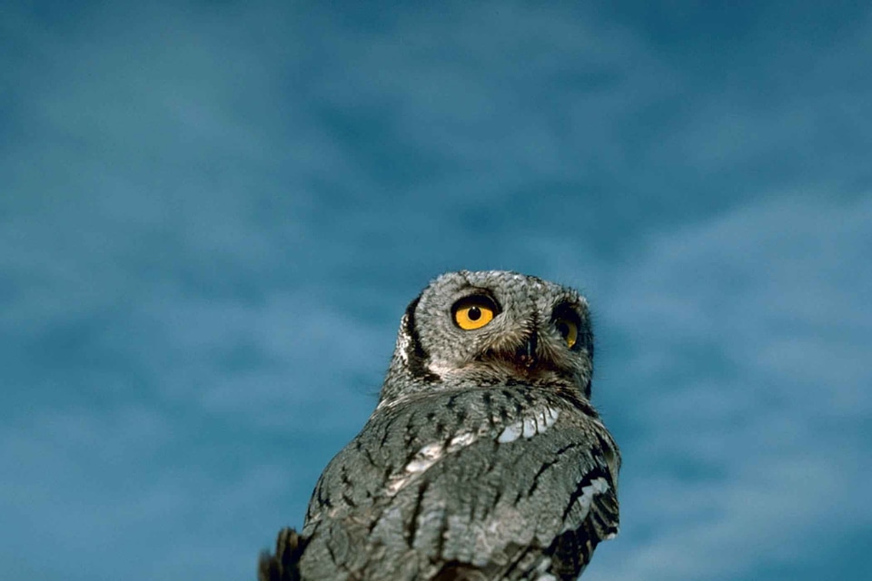 Barn Owl bird screech