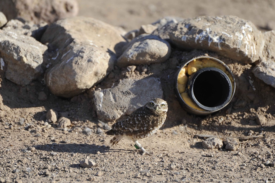 Burrow outdoor 