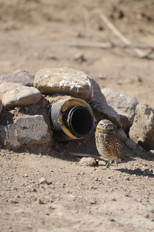 Bird burrow outdoor
