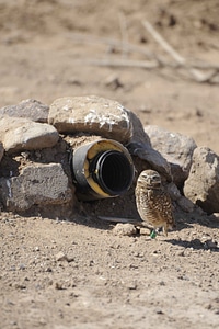 Bird burrow outdoor