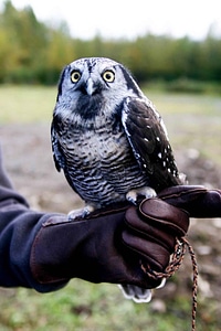 Bird falcon Surnia ulula