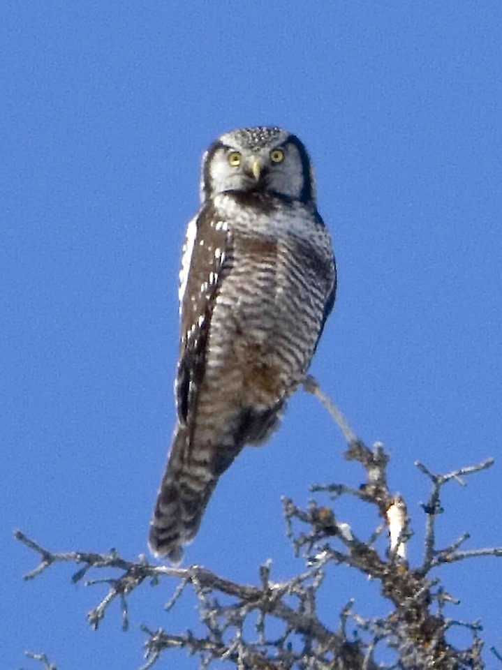 Bird falcon Surnia ulula