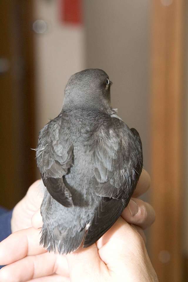 Aethia Cristatella back chick