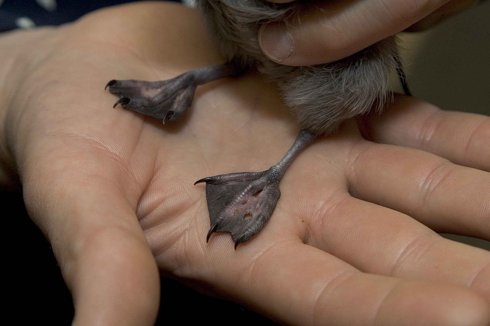 Aethia Cristatella chick hand