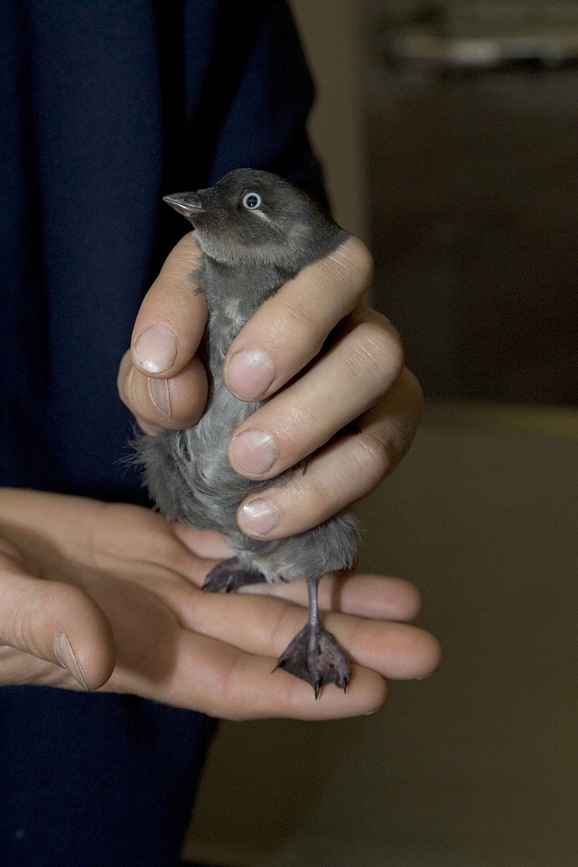 Aethia Cristatella chick cute