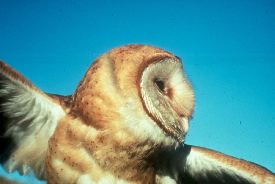 Barn barn owl bird photo