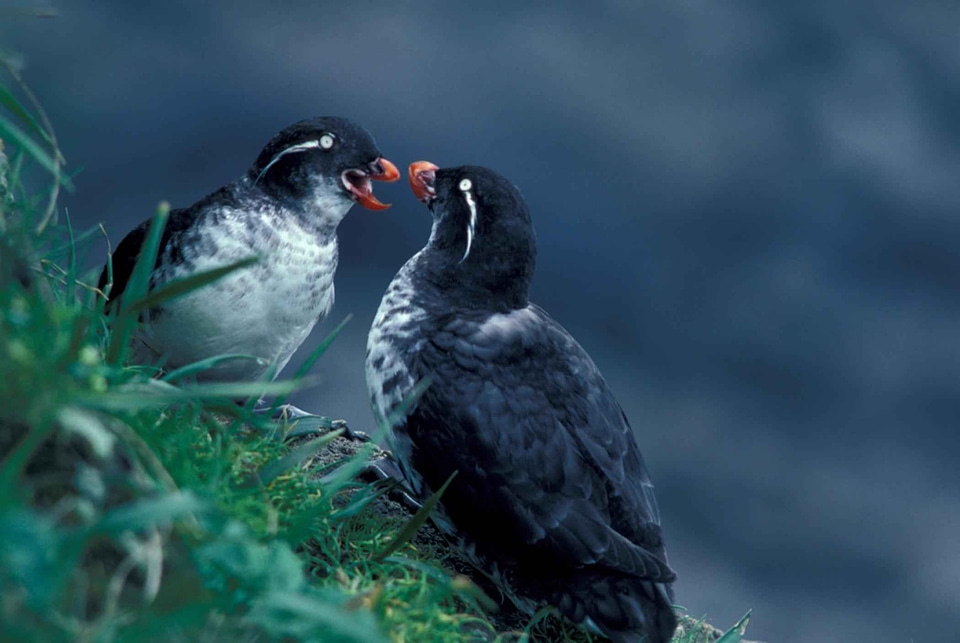 Aethia Cristatella bird couple