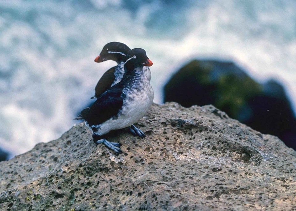 Aethia Cristatella bird couple