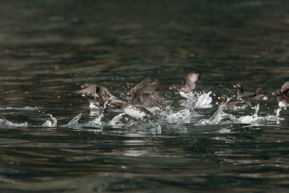 Parakeet water photo