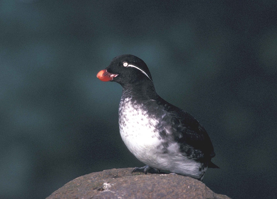 Aethia Cristatella bird marina