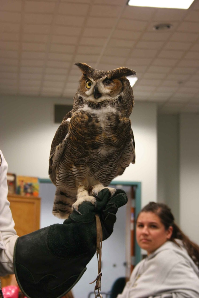 Bird great great horned owl