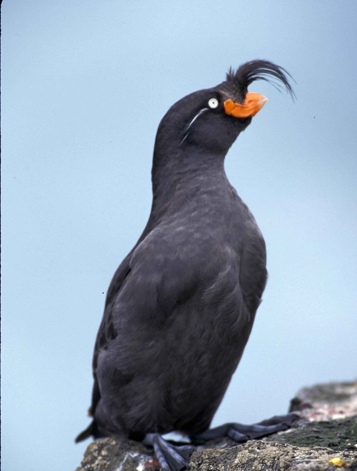 Aethia Cristatella bird 
