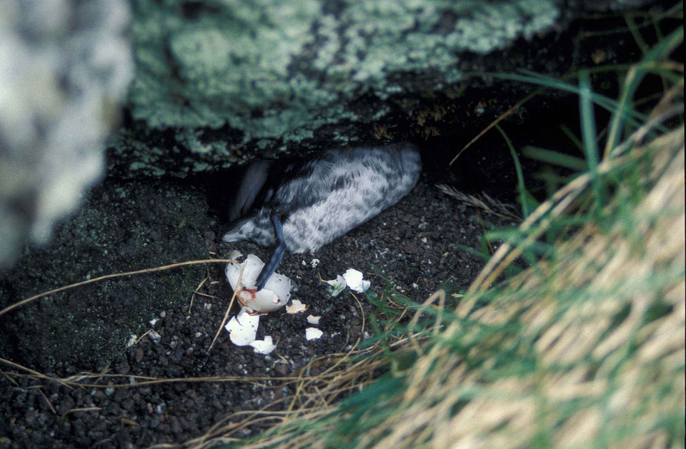 Aethia Cristatella bird 