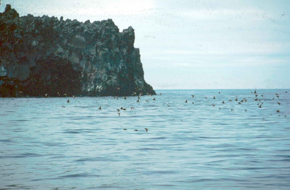 Bird water 