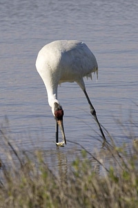 Amusement catching crane