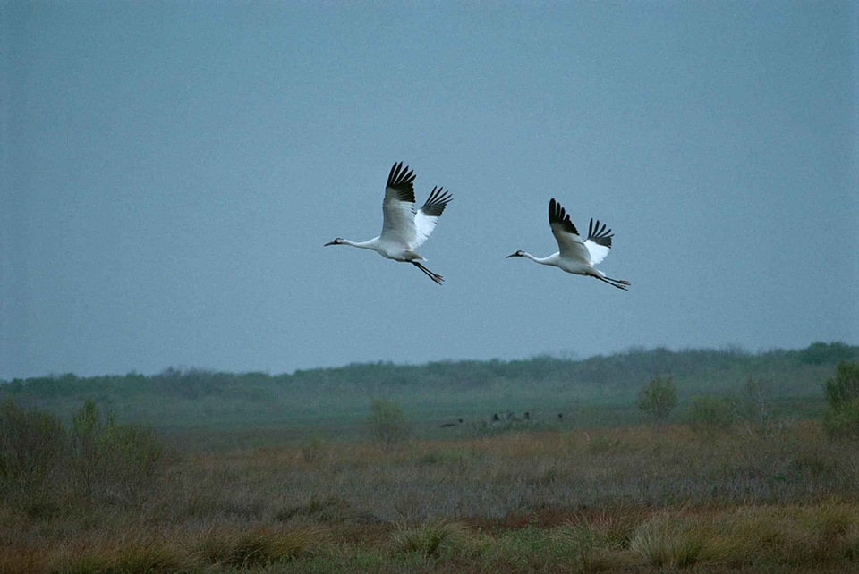 Couple female flight