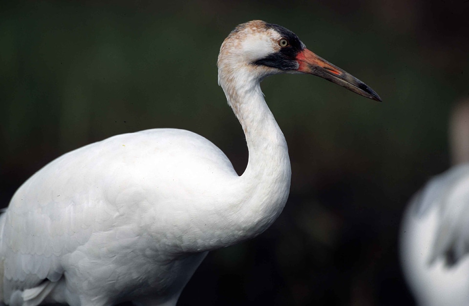 Bird close close-up