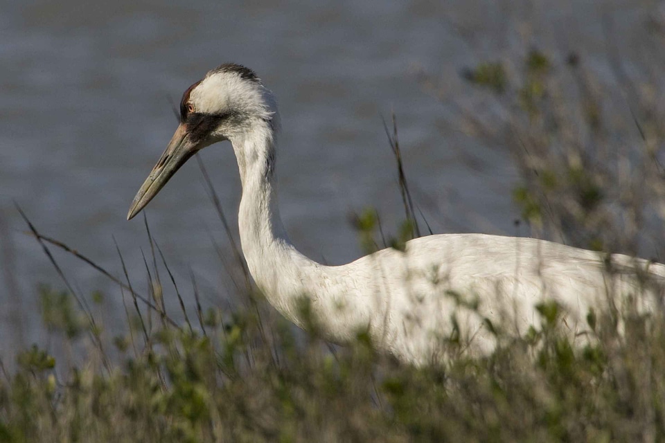 Crane vegetation whooping crane