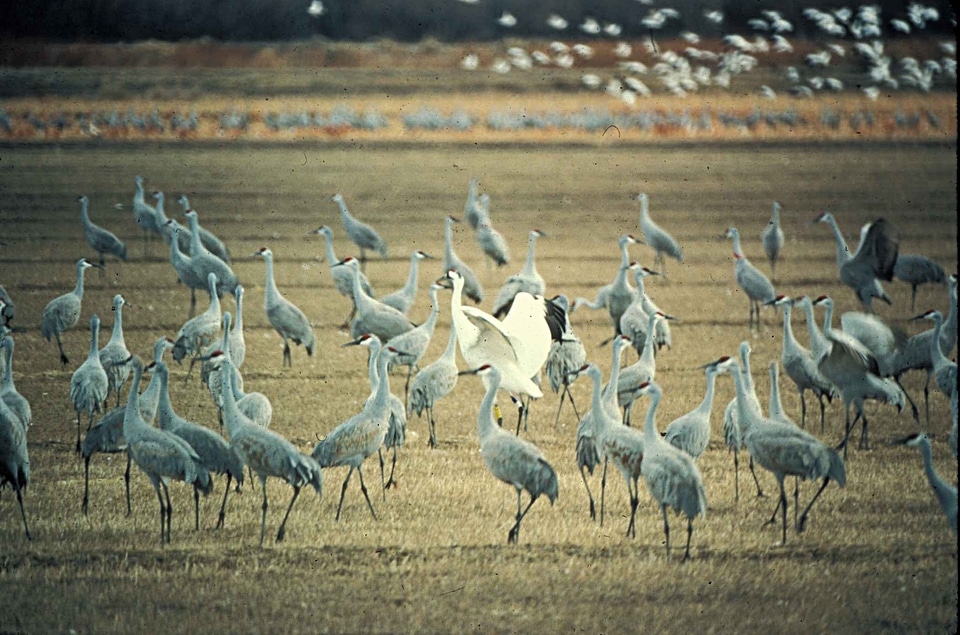 Crane whooping crane 