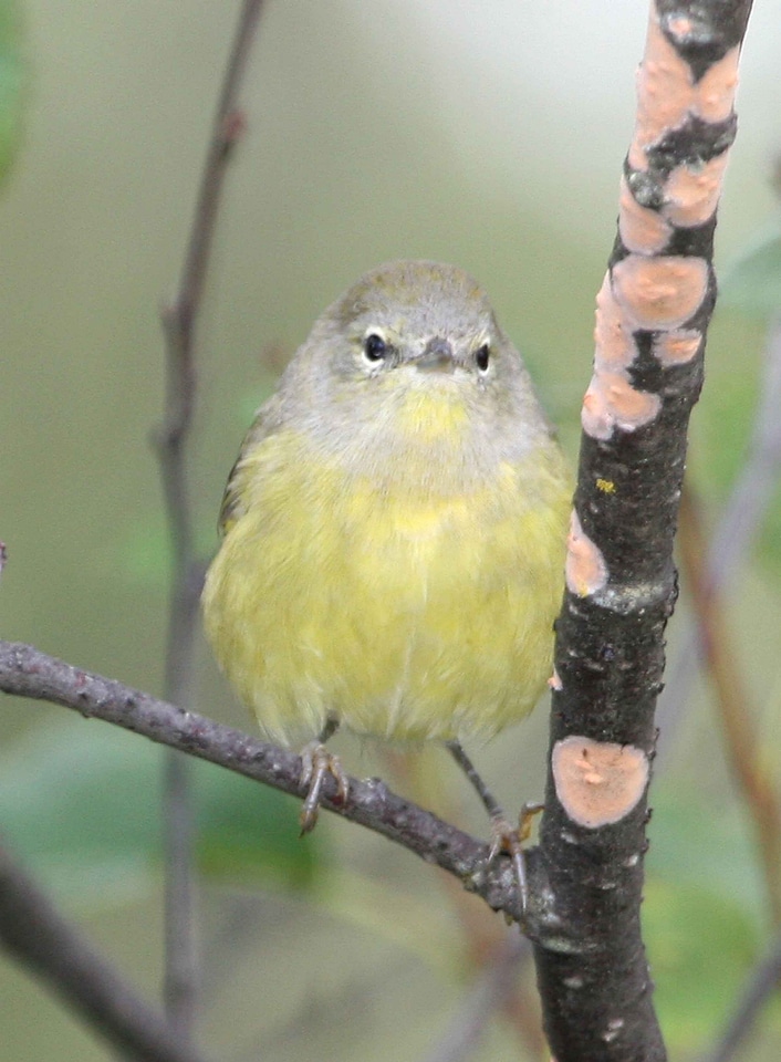 Bird orange song bird