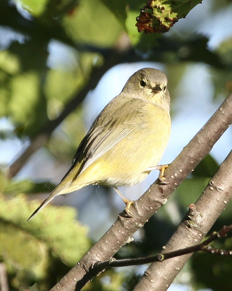 Orange song bird 