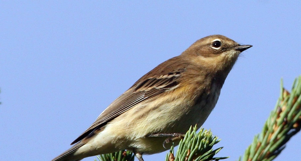 Bird female song bird photo