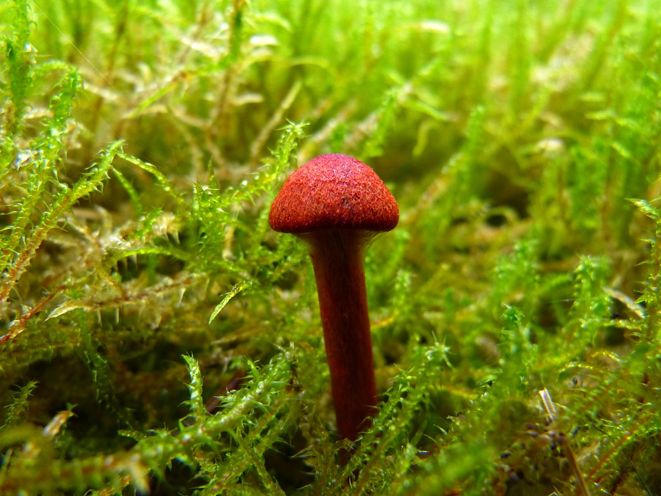 Small autumn forest