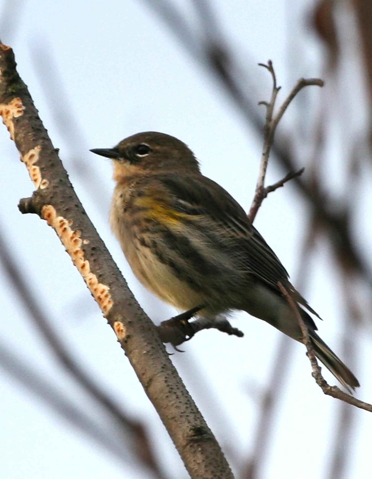 Bird close close-up