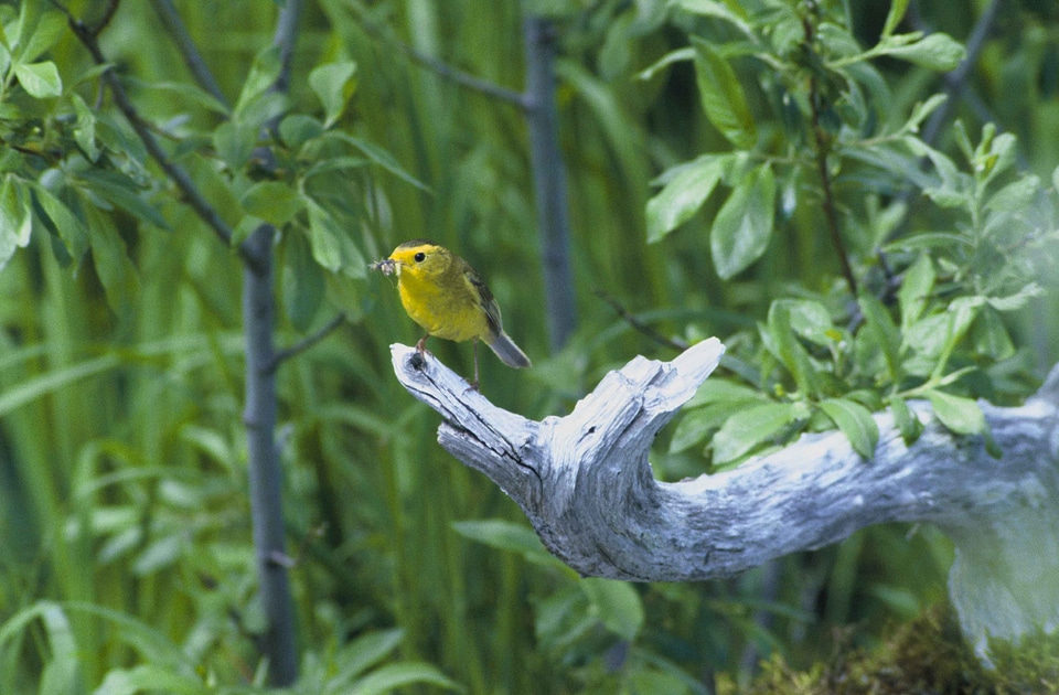 Bug mouth song bird