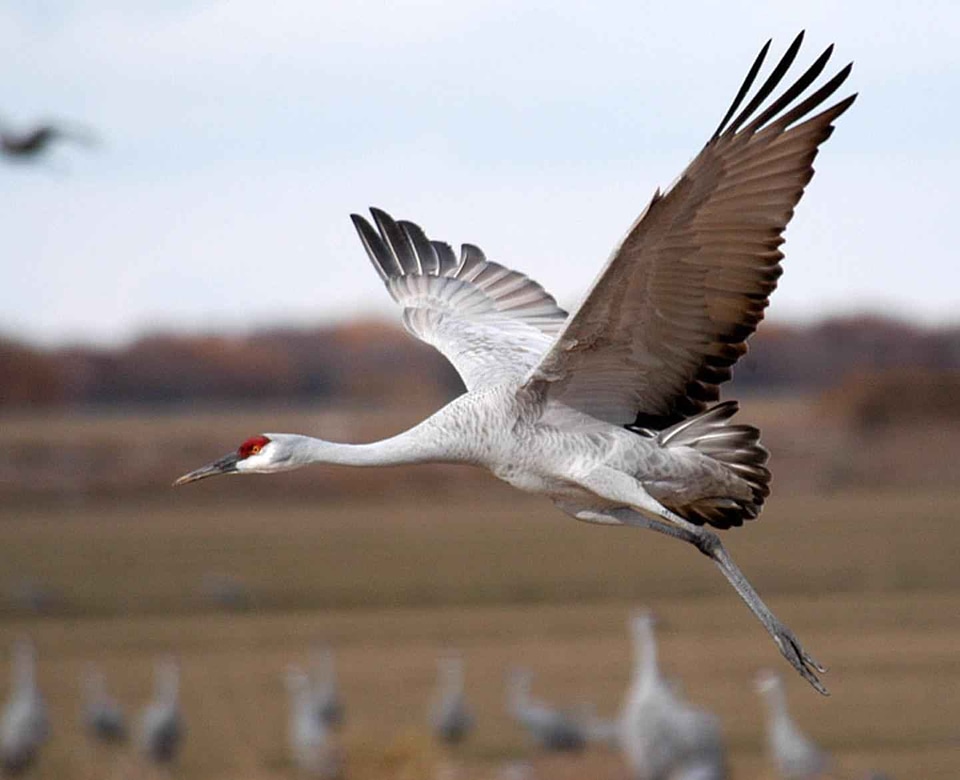 Close close-up crane