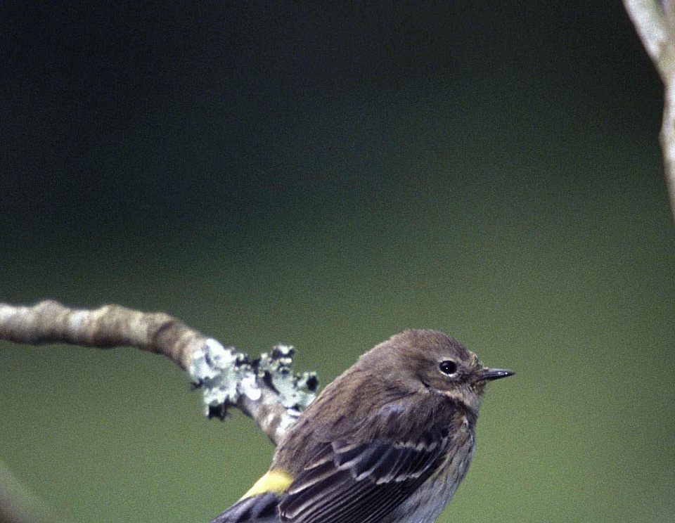 North other song bird