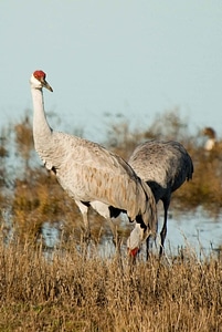 Bird bottom 