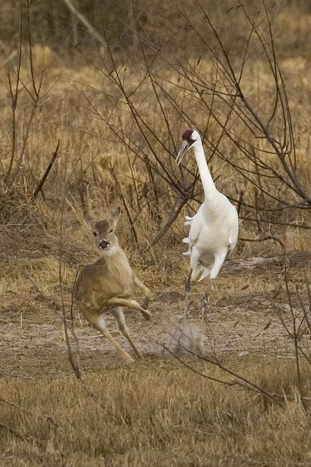 Crane fawn territory