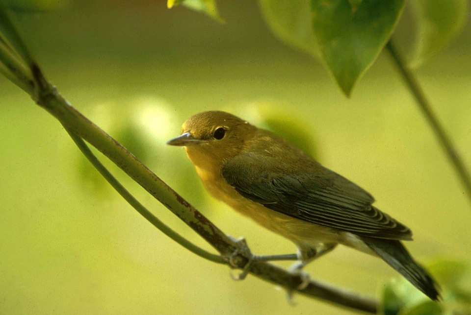 Bird sing song bird