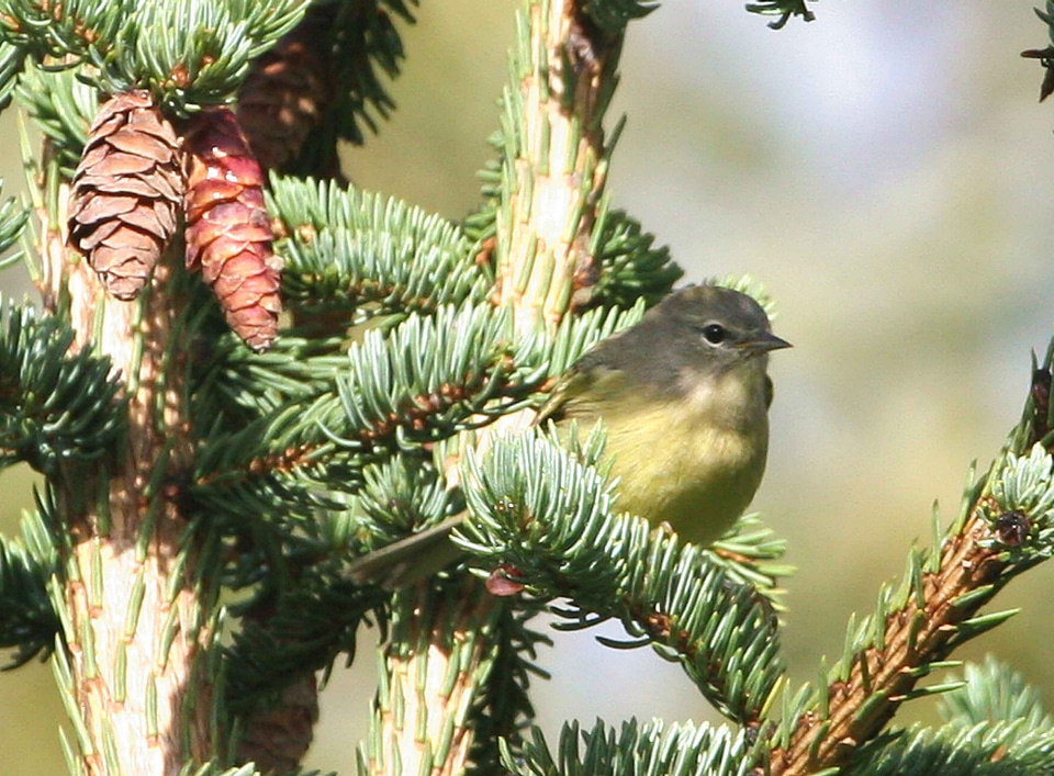 Bird orange song bird