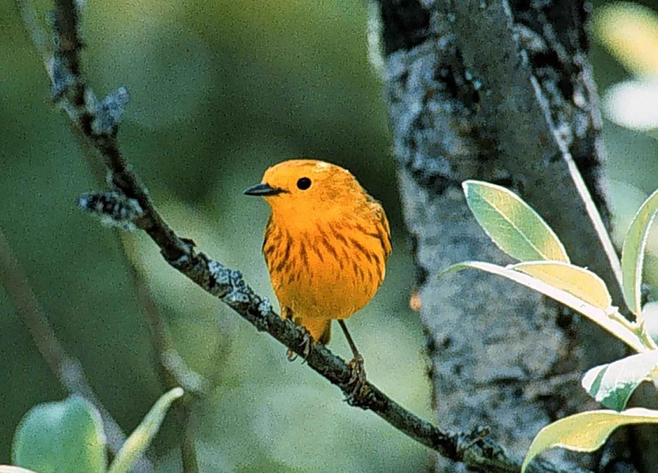 Bird male Setophaga petechia