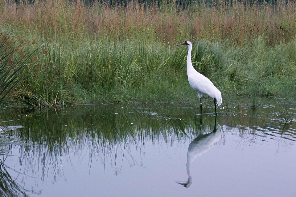 Crane marsh water photo