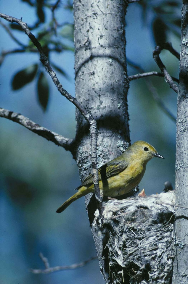 Nest Setophaga petechia song bird