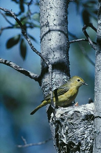 Nest Setophaga petechia song bird photo