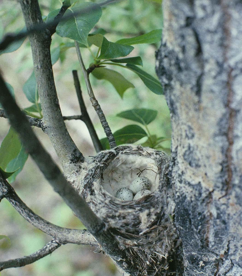 Aspen nest Setophaga petechia