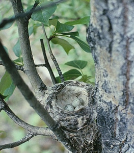 Aspen nest Setophaga petechia photo