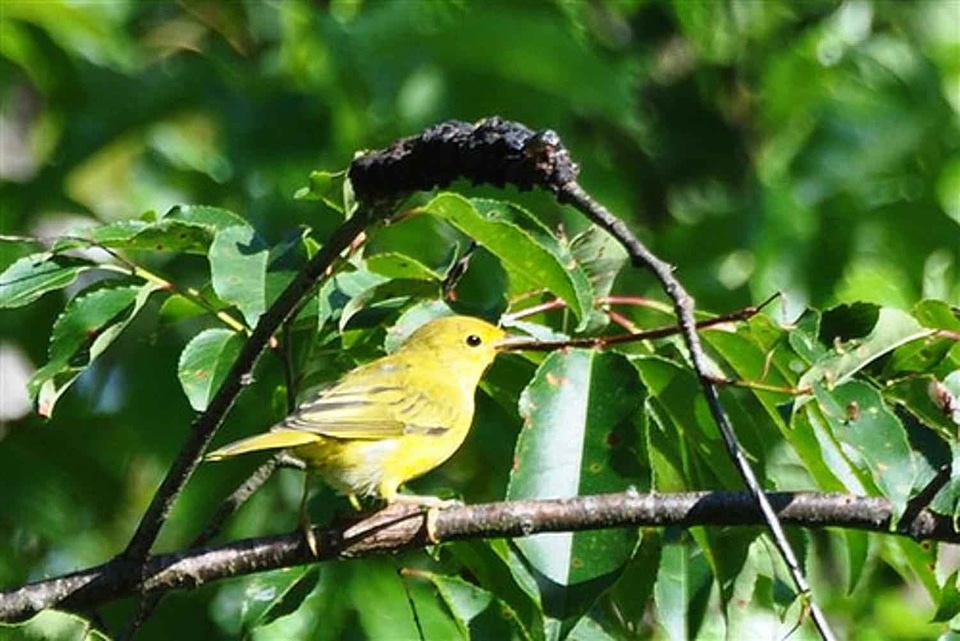 Bouquet Setophaga petechia song bird