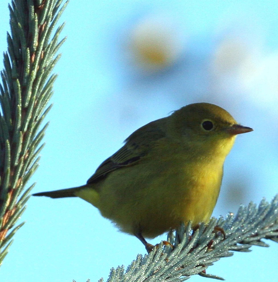 Breeding male plumage