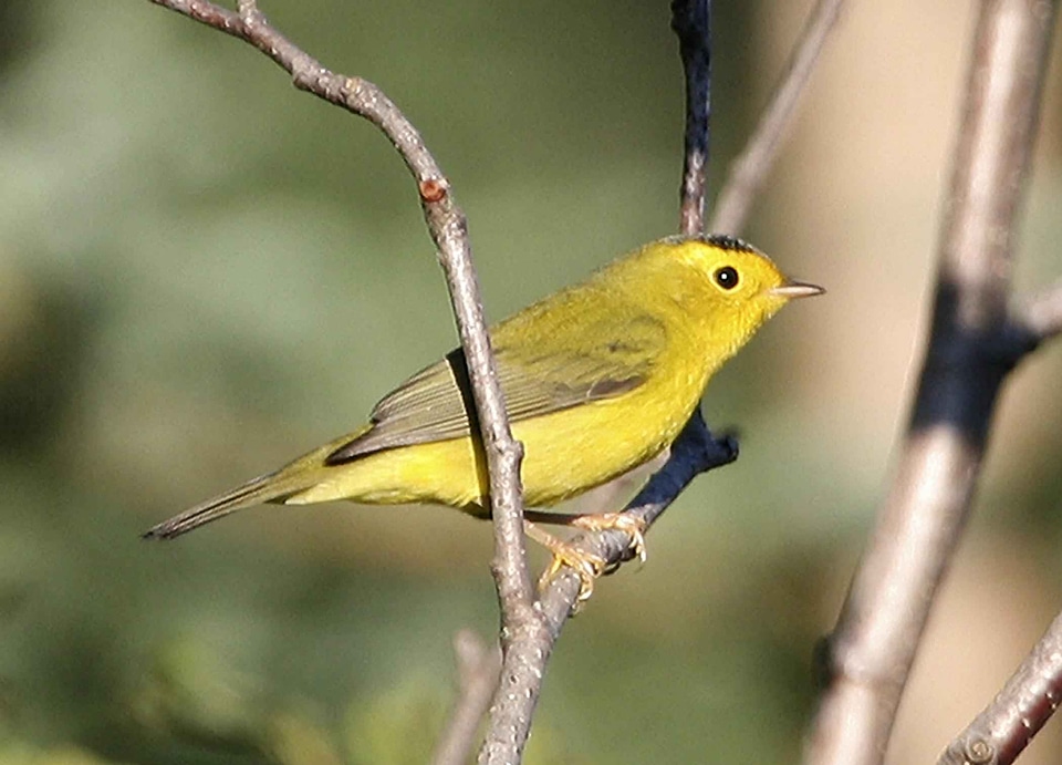 Bird song bird tree