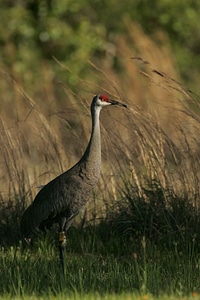 Crane grass plants 