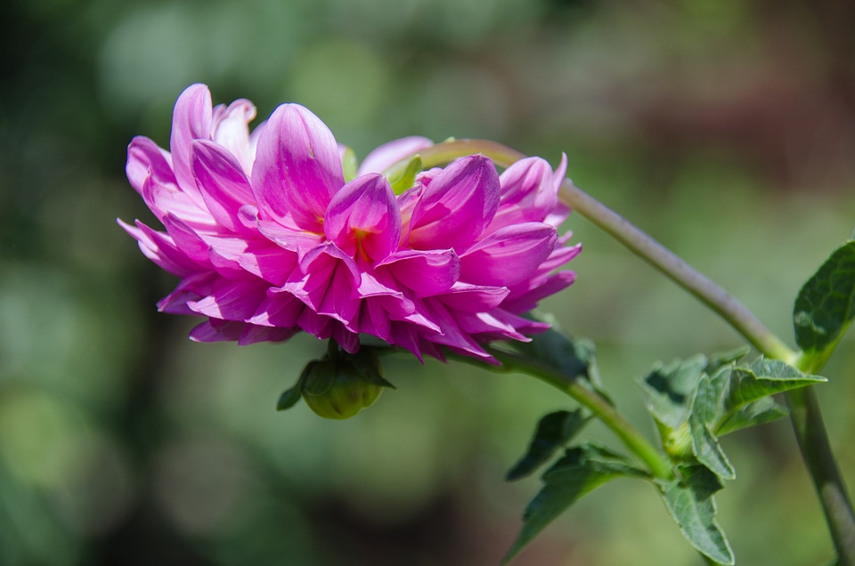 Flowers pink garden flower