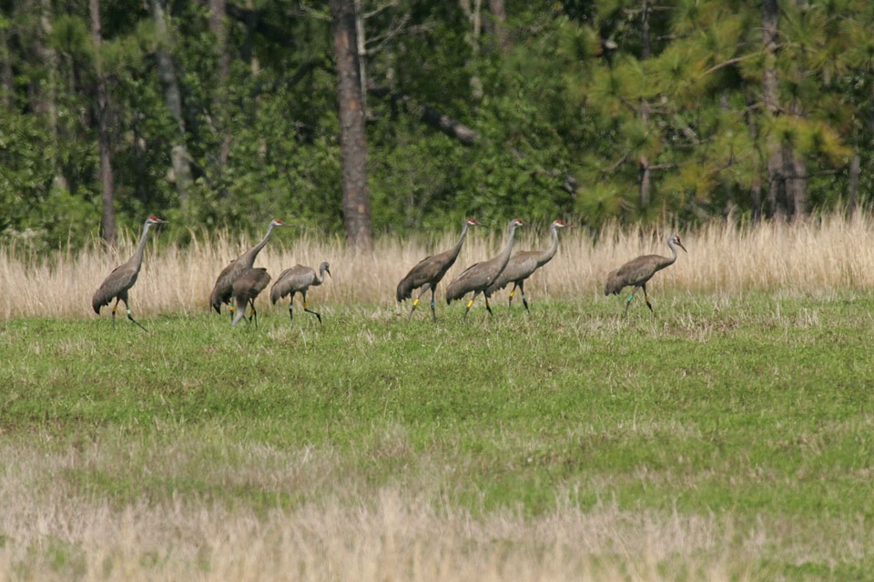 Bottom crane flock