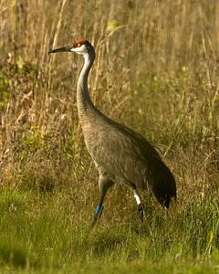Bird camouflage crane